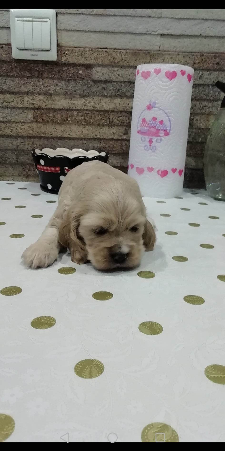 ინგლისური კოკერ სპანიელი