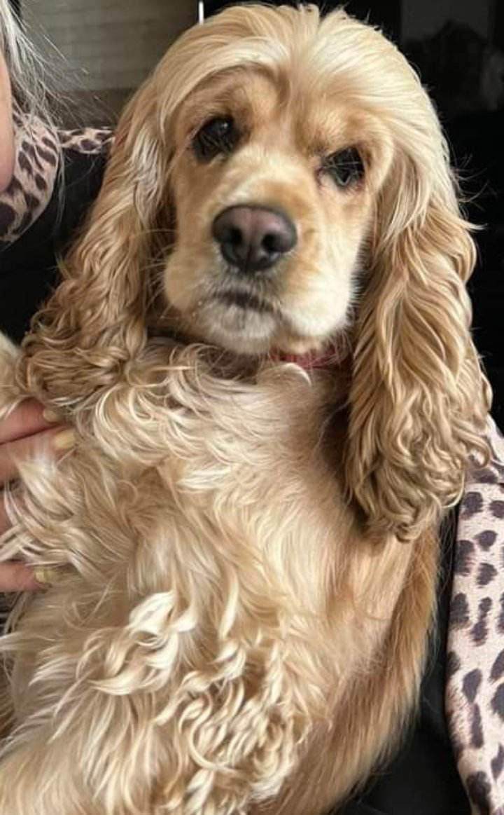 ინგლისური კოკერ სპანიელი