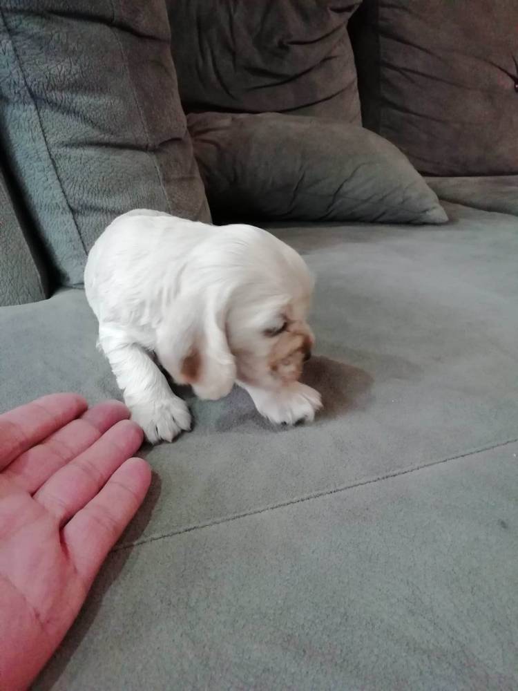 ინგლისური კოკერ სპანიელი