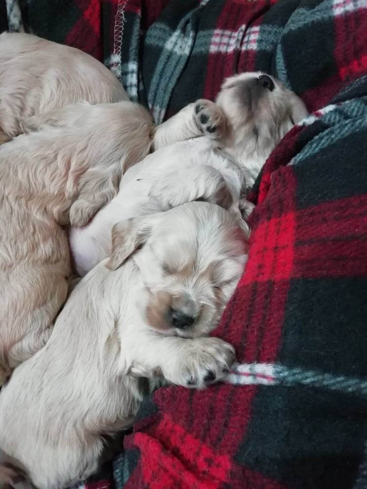 ინგლისური კოკერ სპანიელი