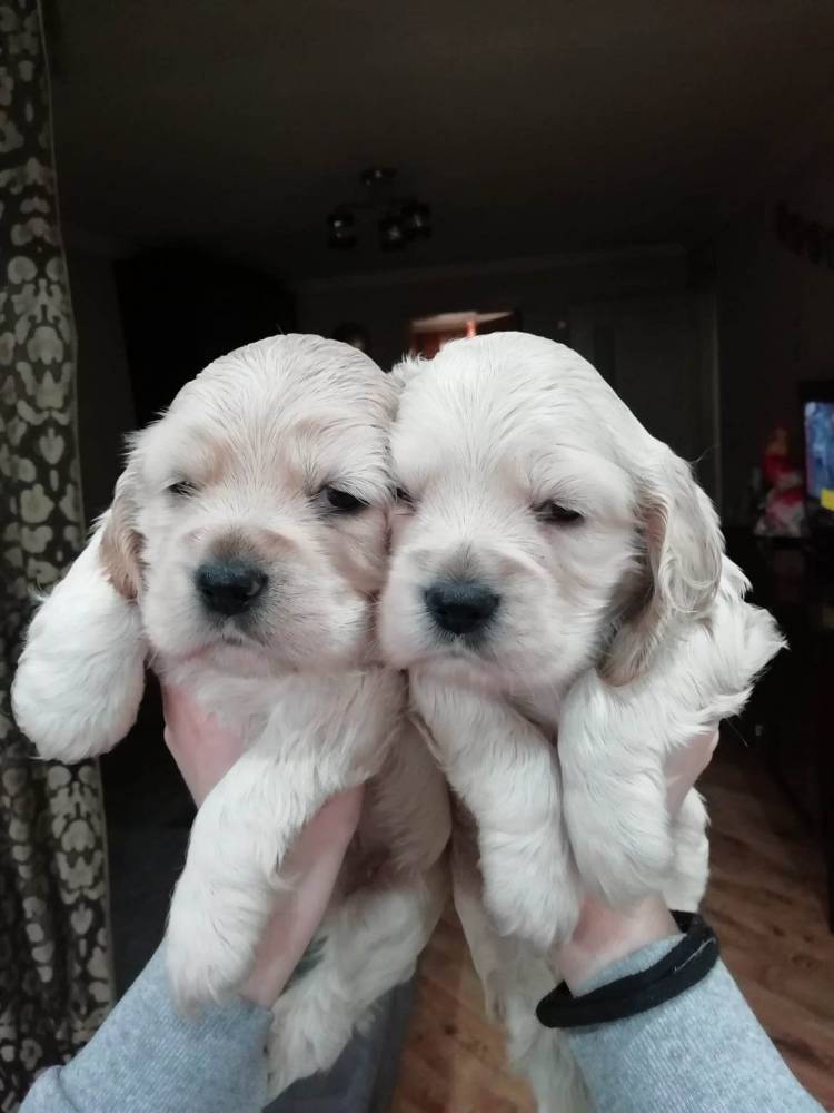 ინგლისური კოკერ სპანიელი