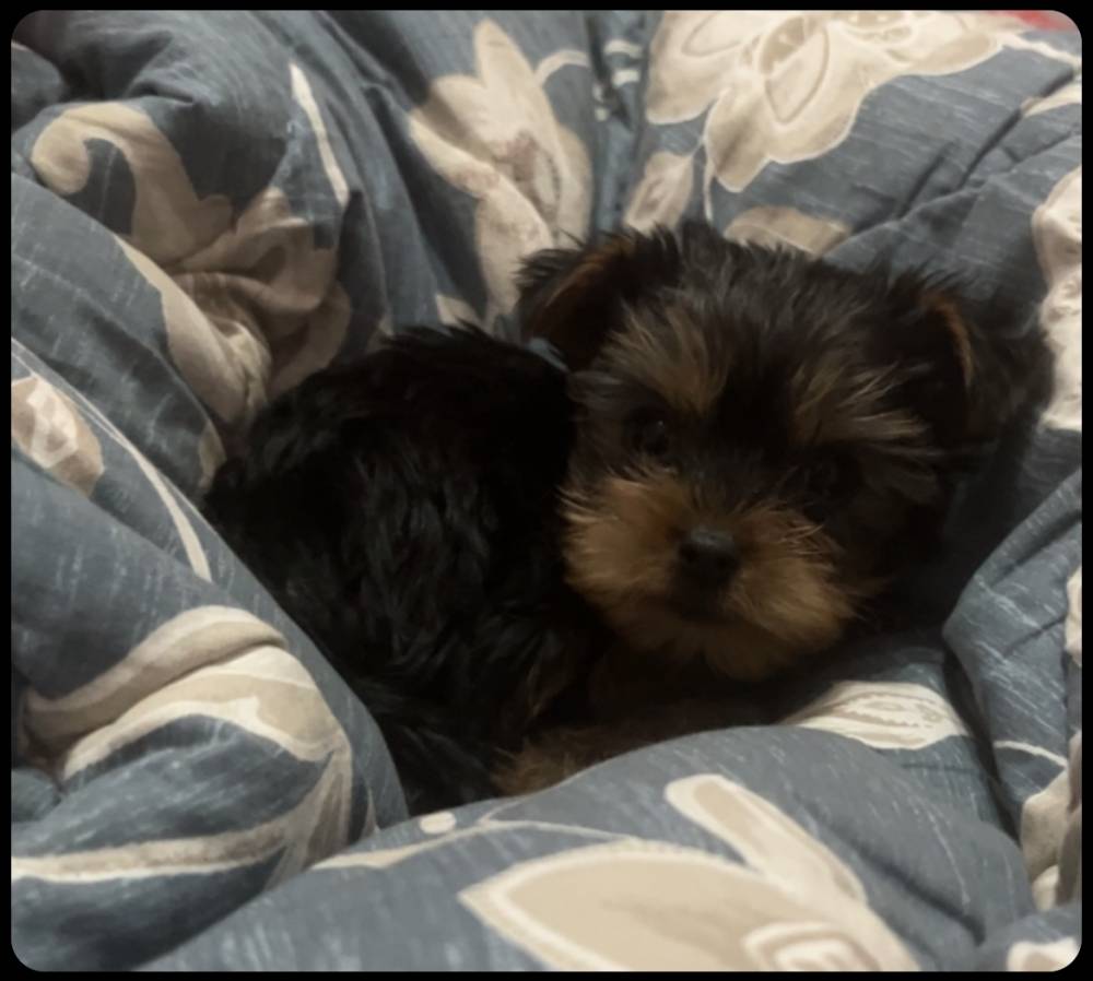 იორკშირ-ტერიერი