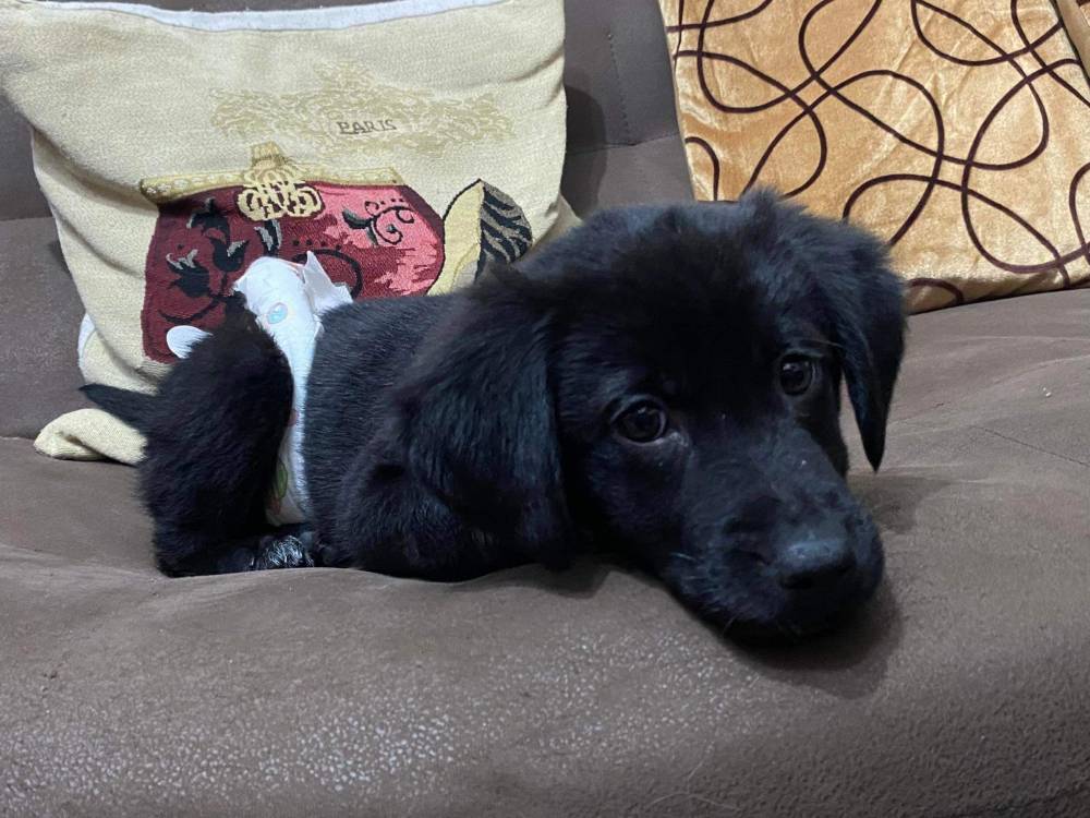 მეტისი ❤️