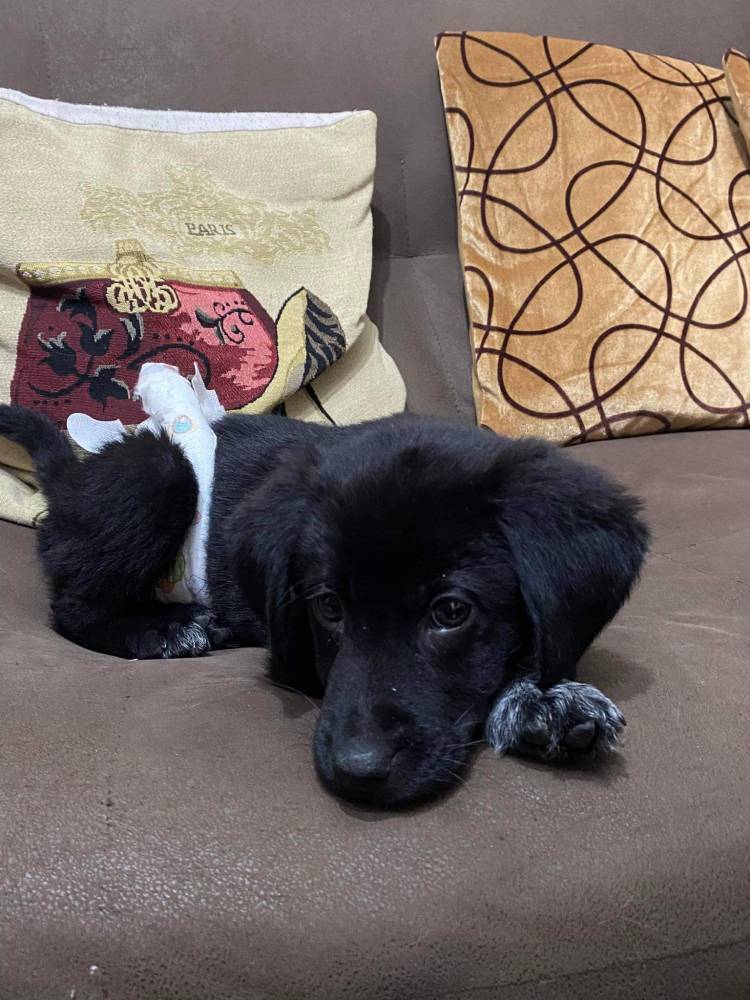 მეტისი ❤️