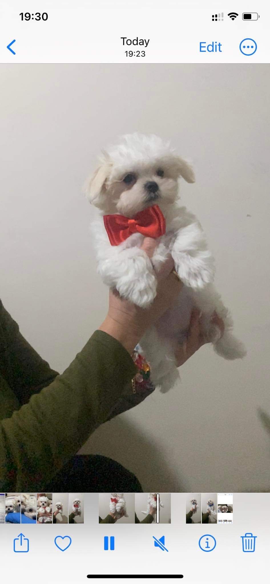 მალტეზე