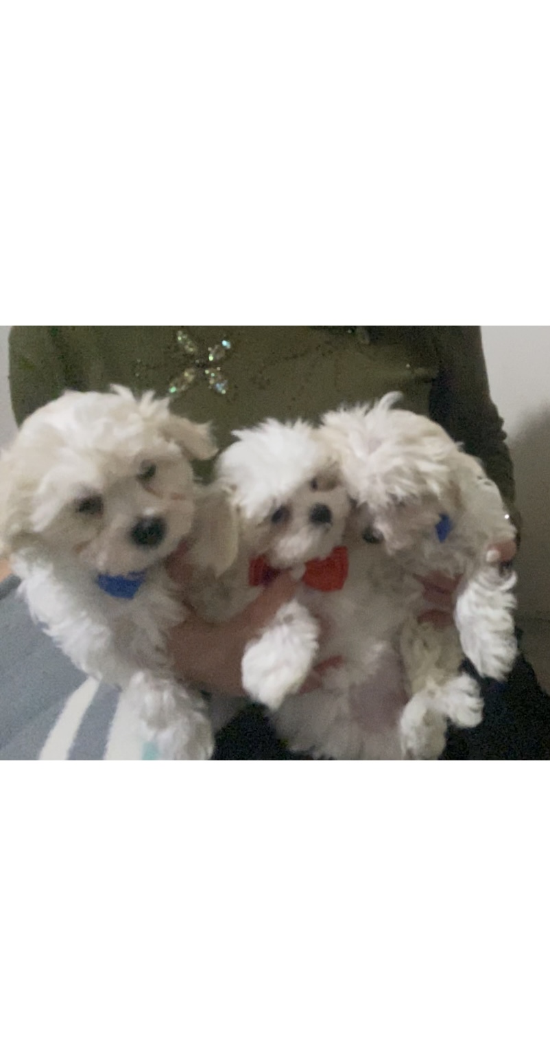 მალტეზე