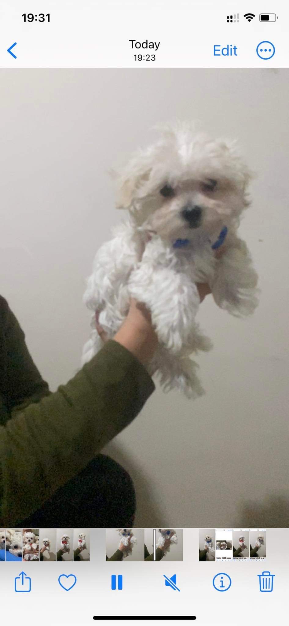 მალტეზე