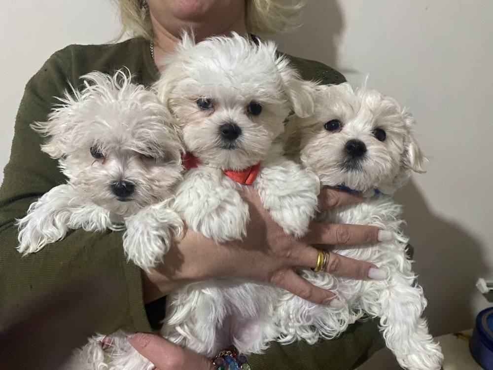 მალტეზე