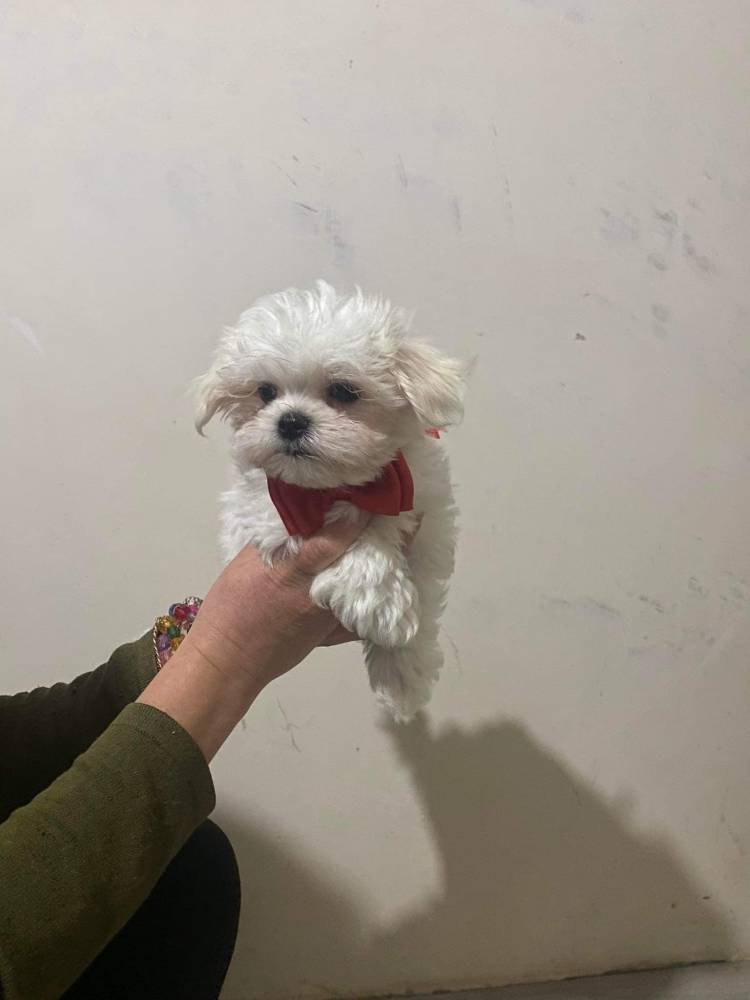 მალტეზე