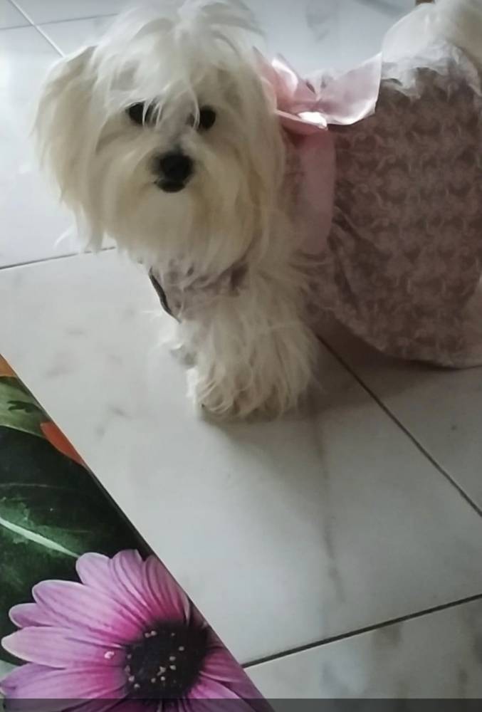 მალტეზე