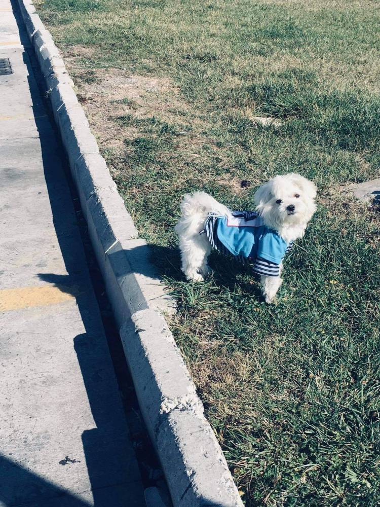 მალტეზე