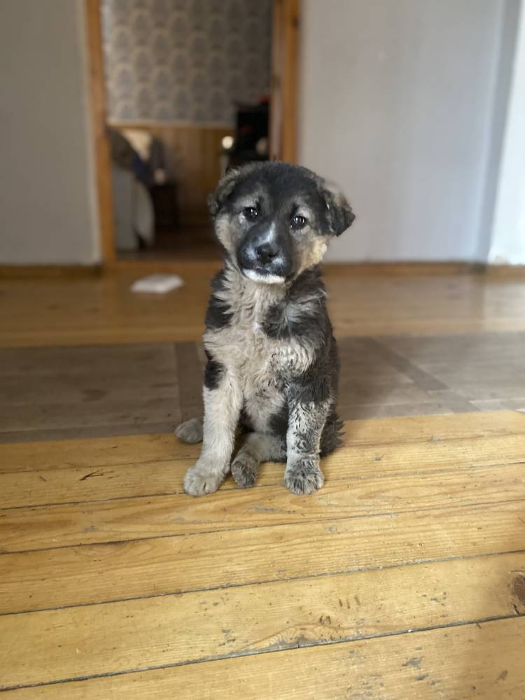 კავკასიური ნაგაზის