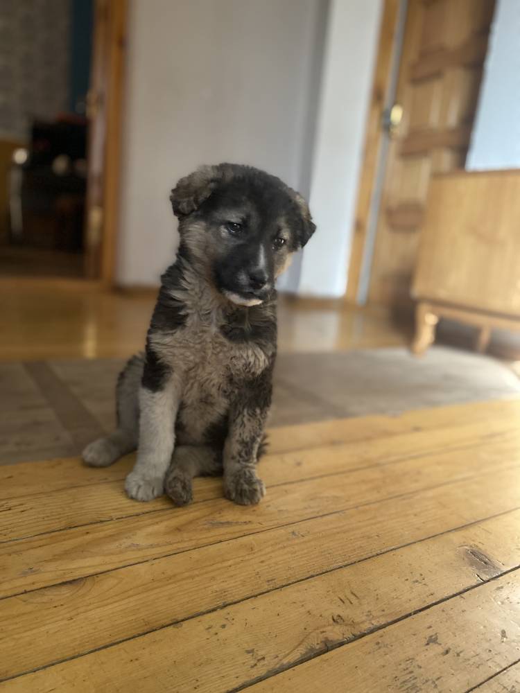 კავკასიური ნაგაზის