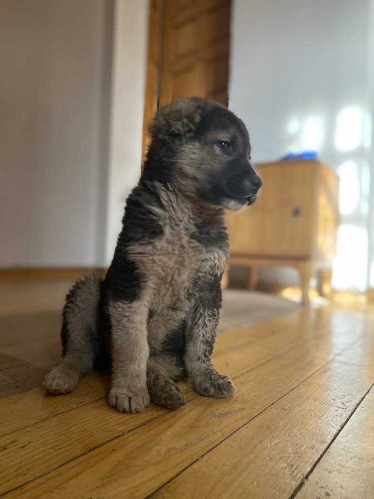 კავკასიური ნაგაზის