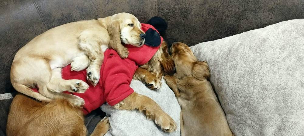 ინგლისური კოკერ სპანიელი