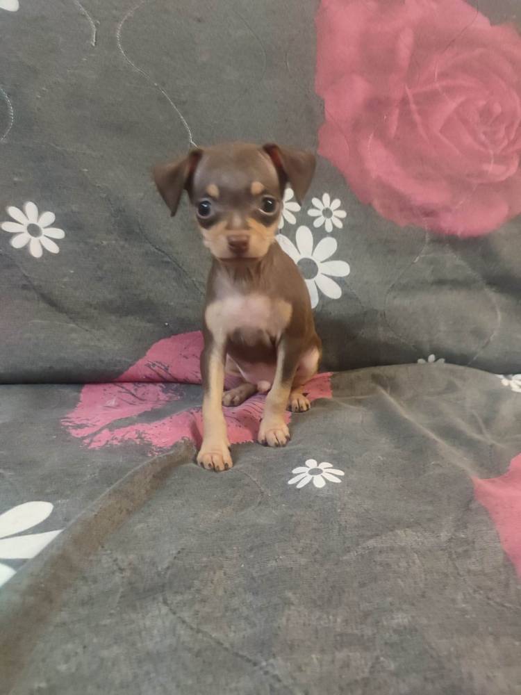 რუსული ტოი ტერიერი