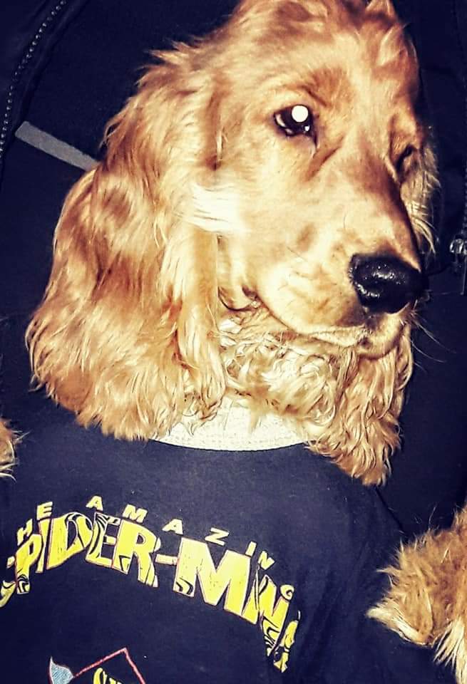 ინგლისური კოკერ სპანიელი