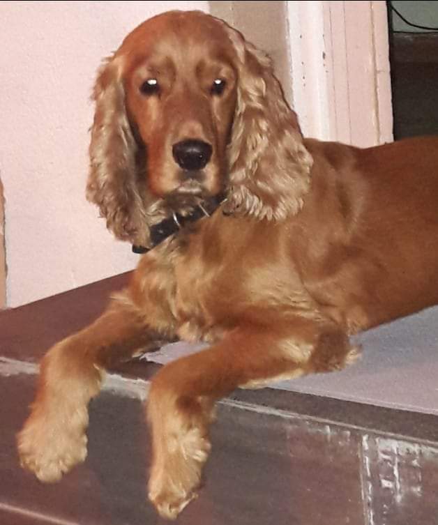 ინგლისური კოკერ სპანიელი