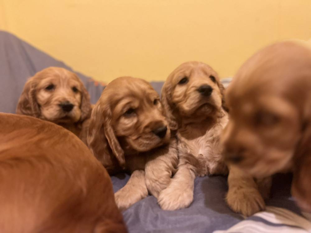 ინგლისური კოკერ სპანიელი