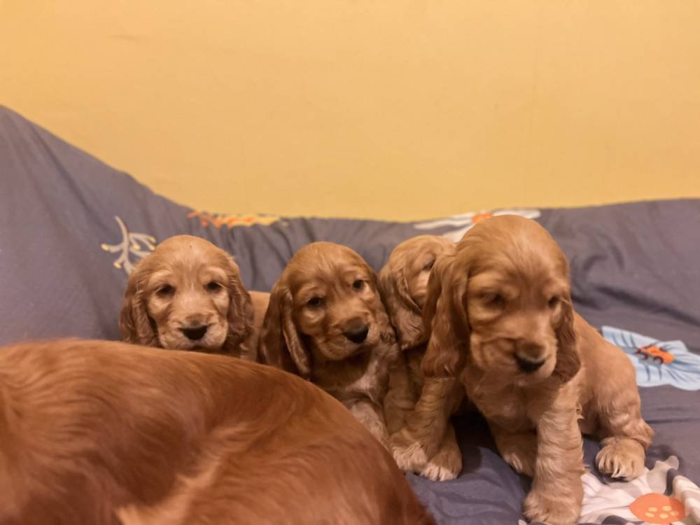 ინგლისური კოკერ სპანიელი