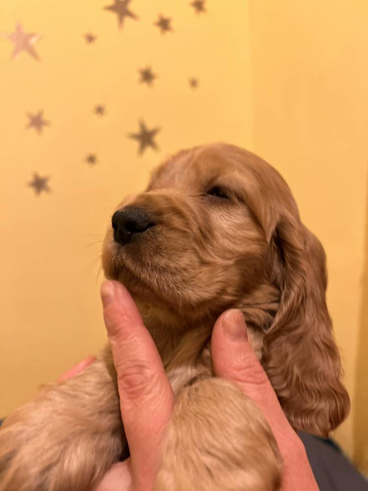 ინგლისური კოკერ სპანიელი