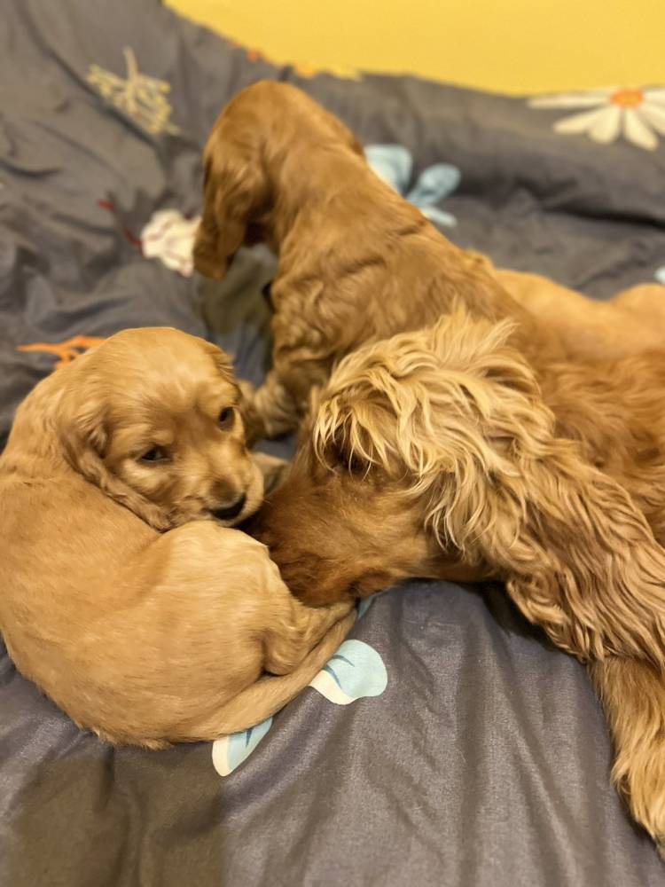 ინგლისური კოკერ სპანიელი