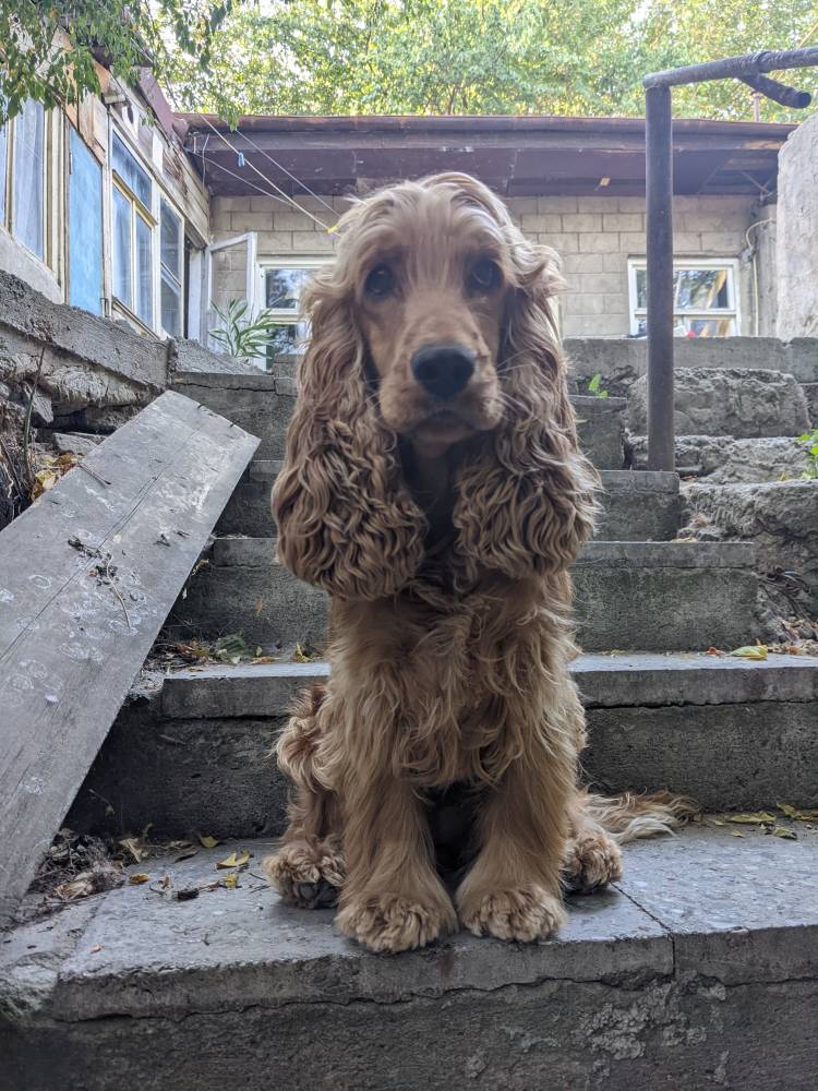 ინგლისური კოკერ სპანიელი