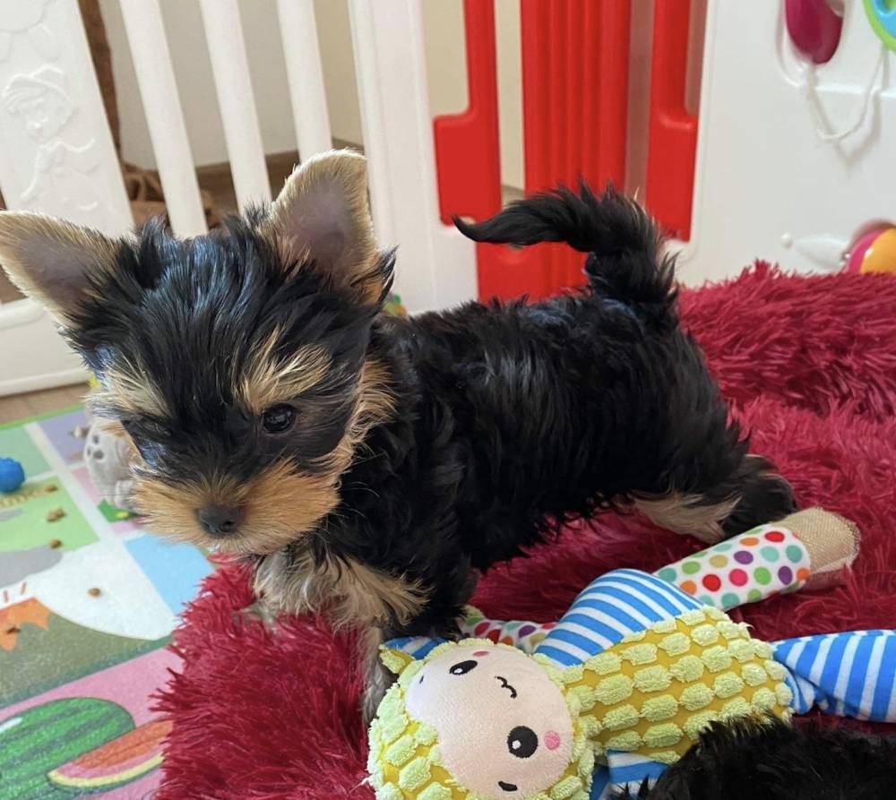 იორკშირ-ტერიერი