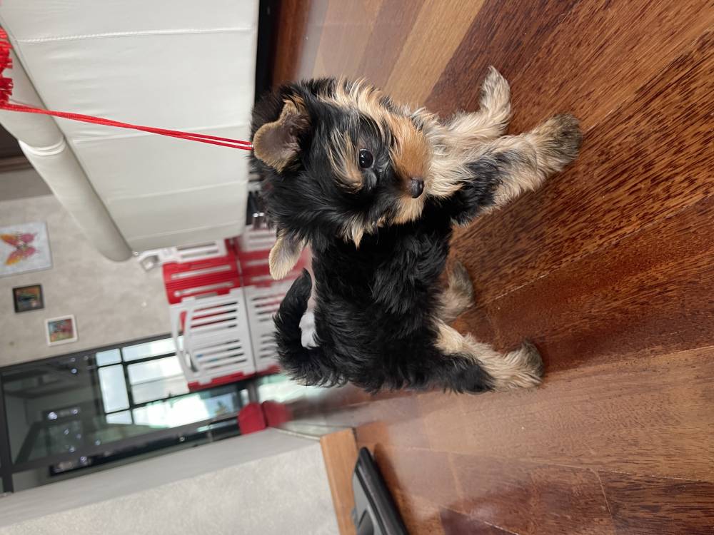 იორკშირ-ტერიერი