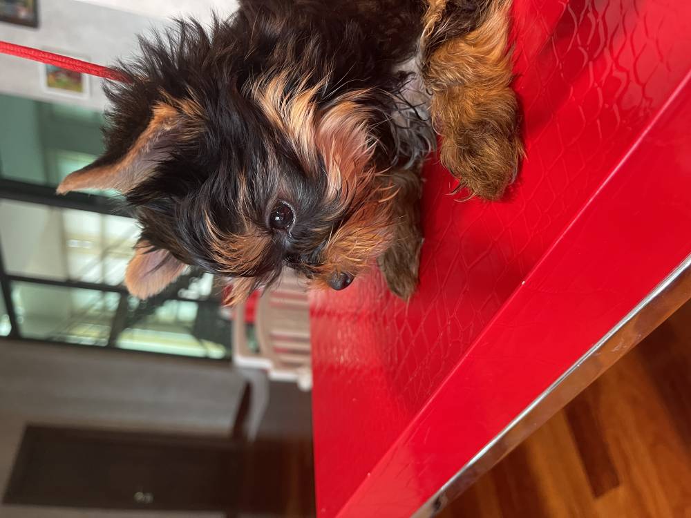 იორკშირ-ტერიერი