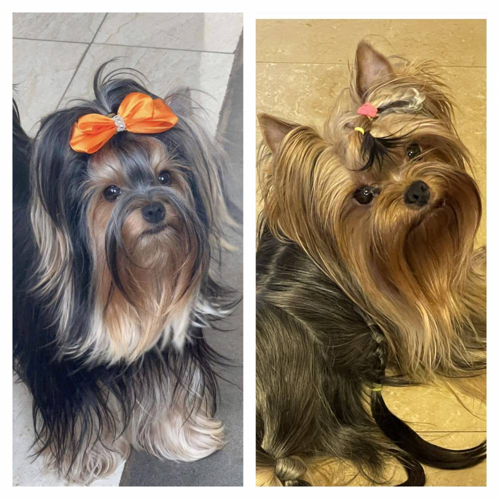 იორკშირ-ტერიერი