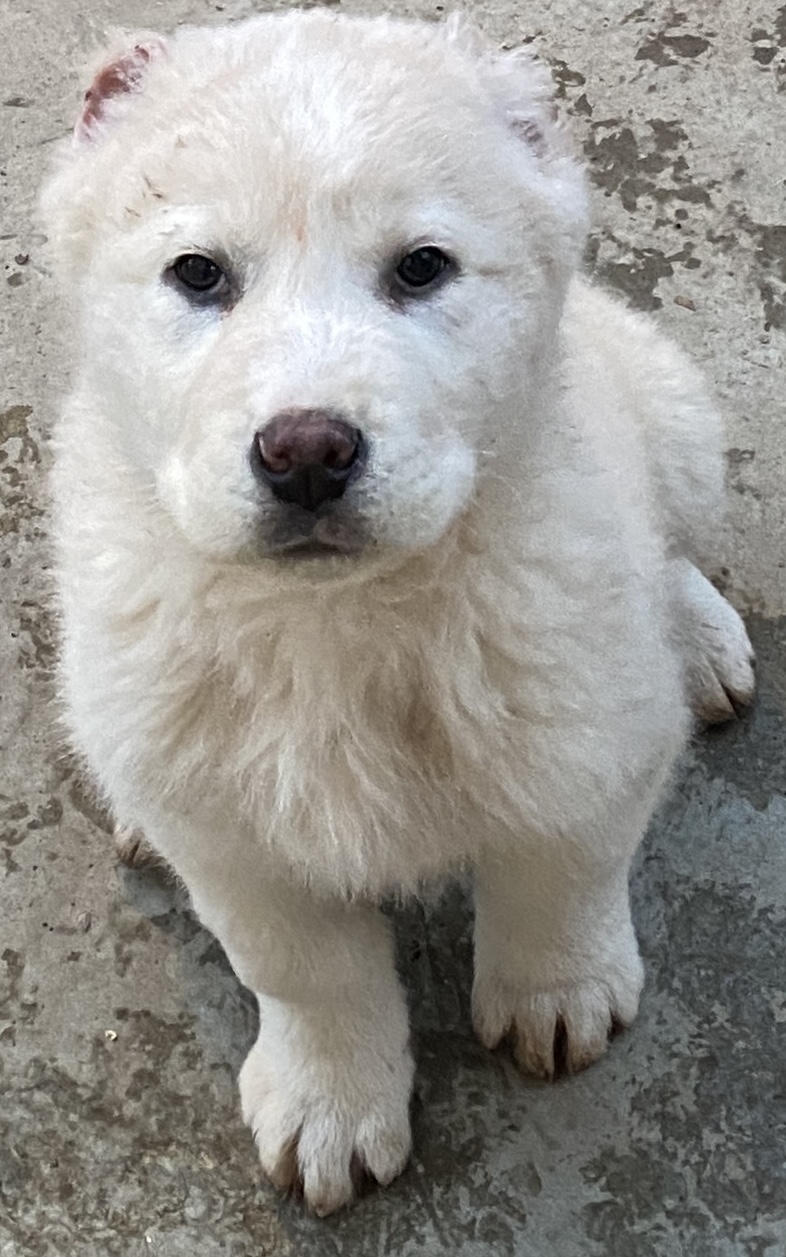 ქართული ნაგაზი