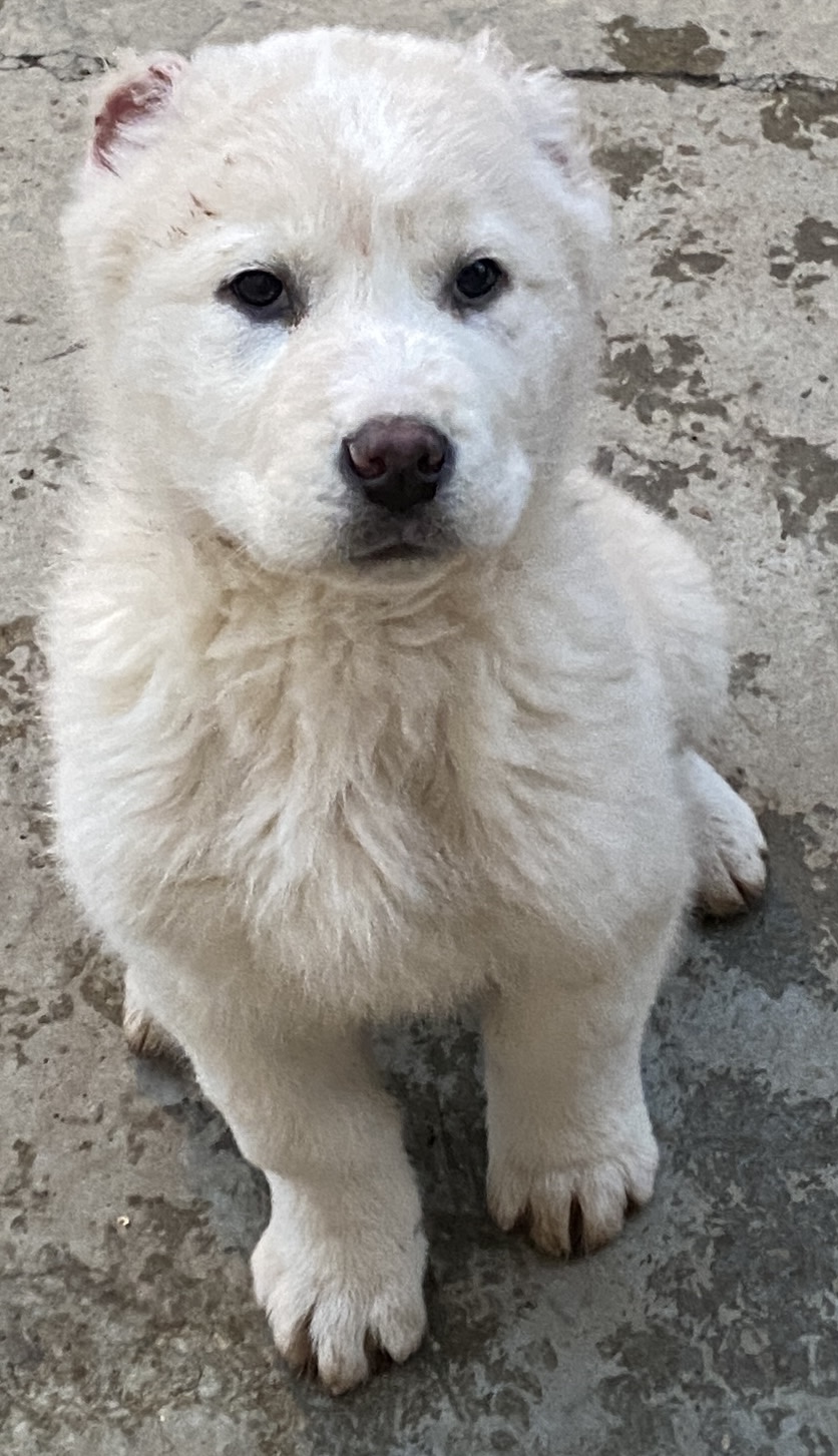 ქართული ნაგაზი