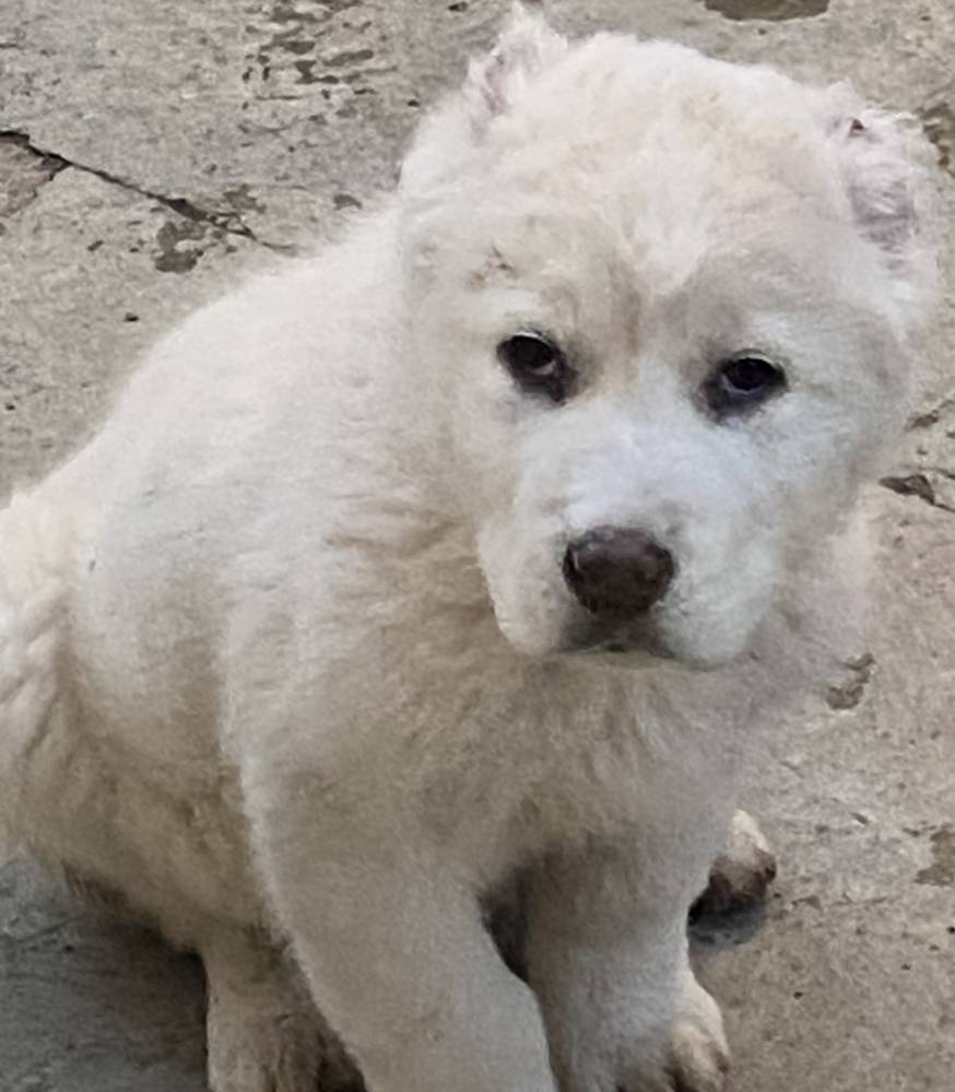 ქართული ნაგაზი