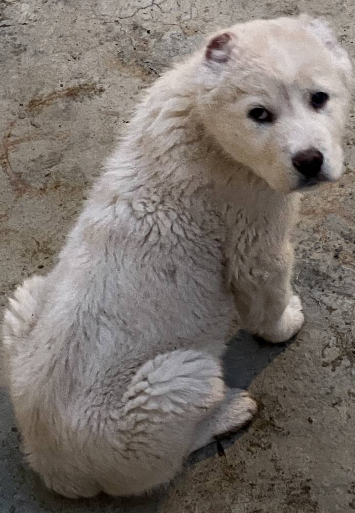 ქართული ნაგაზი