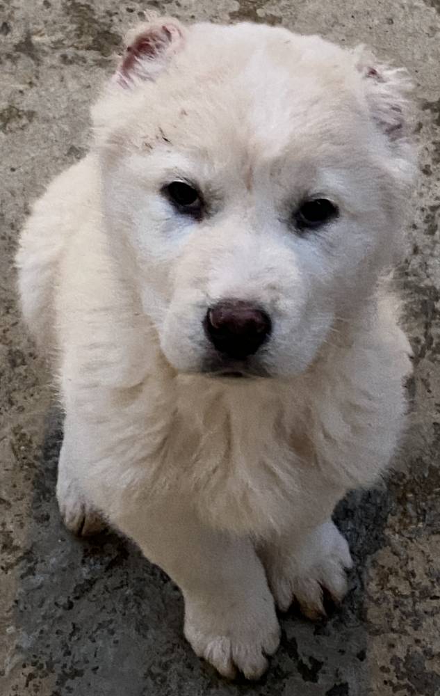 ქართული ნაგაზი