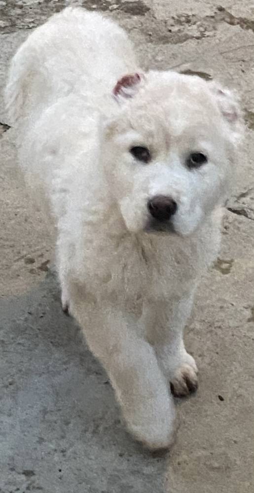 ქართული ნაგაზი