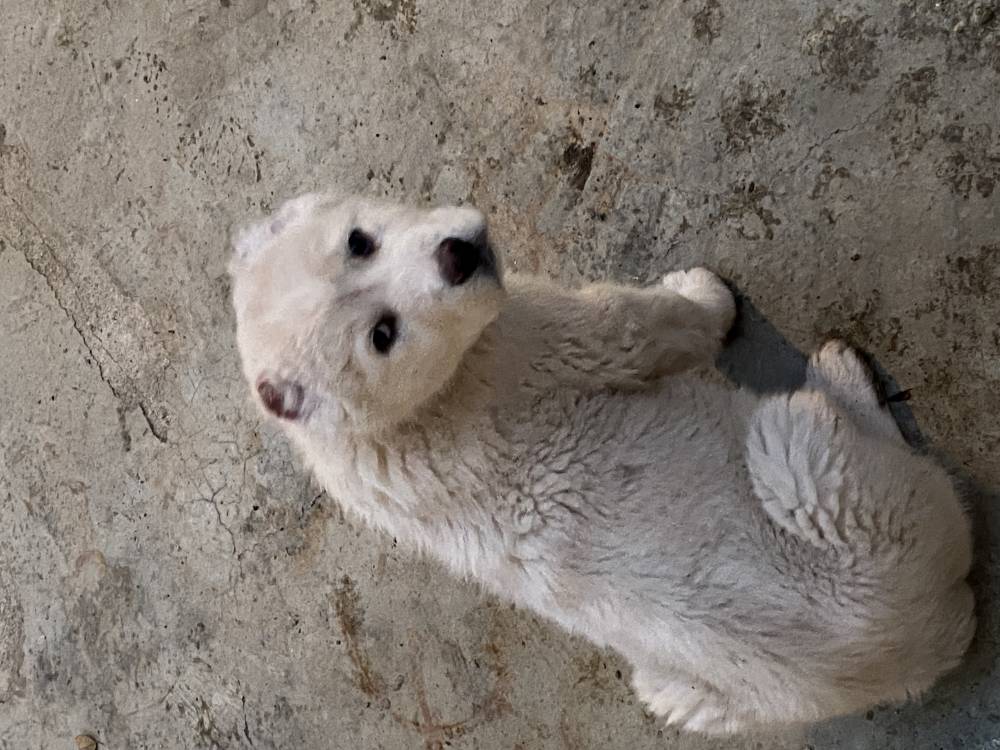 ქართული ნაგაზი