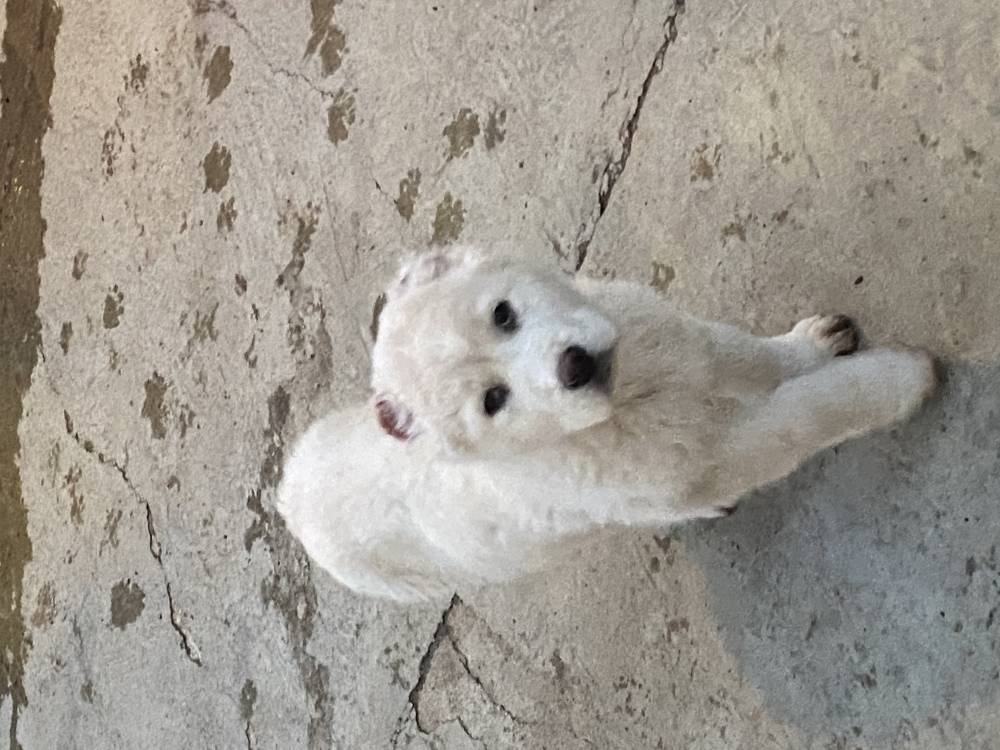 ქართული ნაგაზი