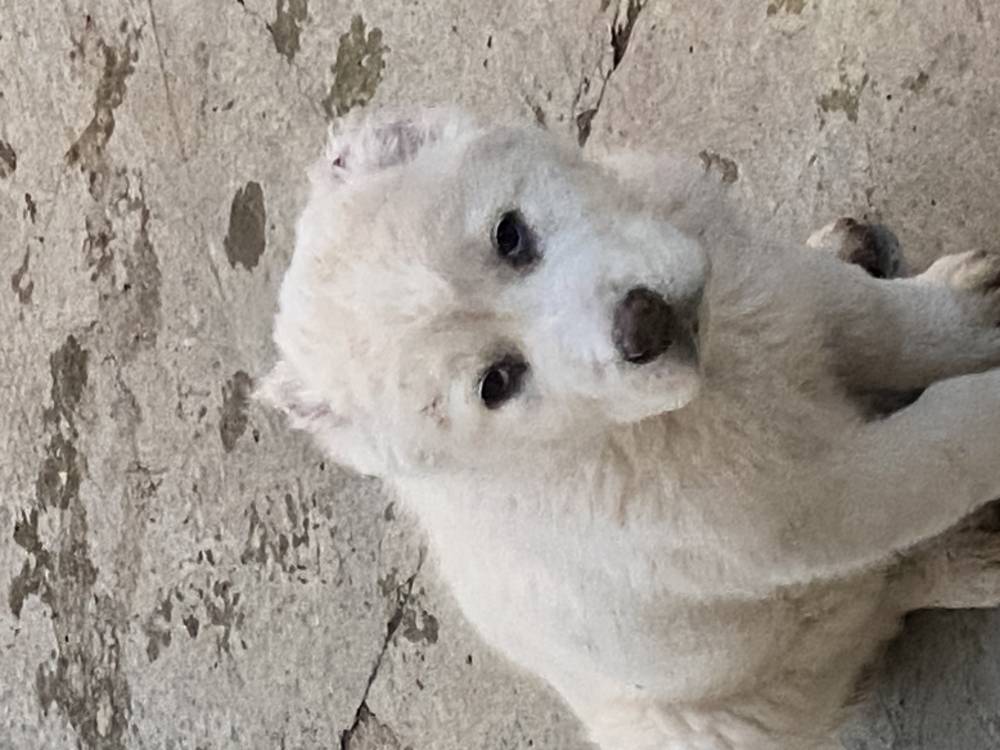 ქართული ნაგაზი