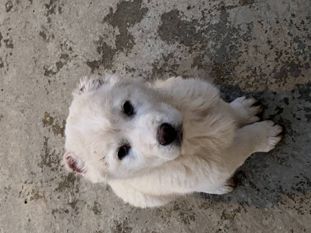 ქართული ნაგაზი