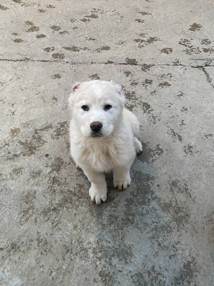 ქართული ნაგაზი