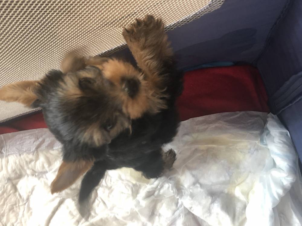 იორკშირ-ტერიერი