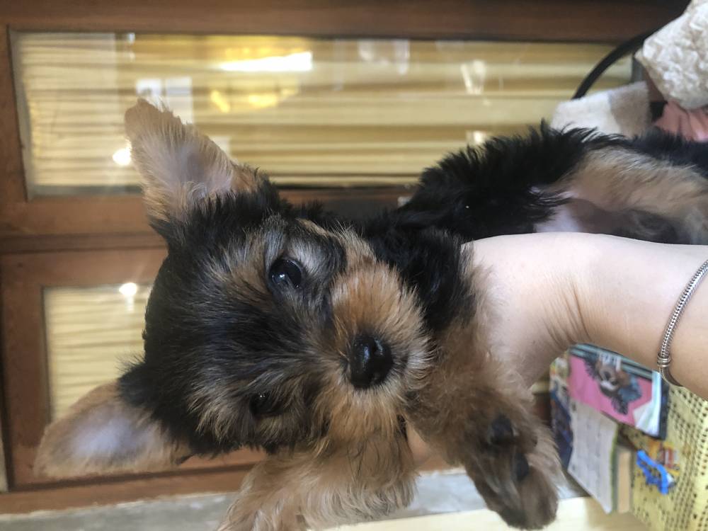 იორკშირ-ტერიერი