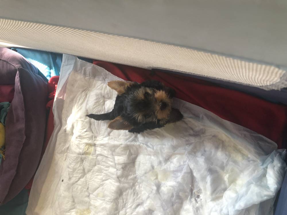 იორკშირ-ტერიერი