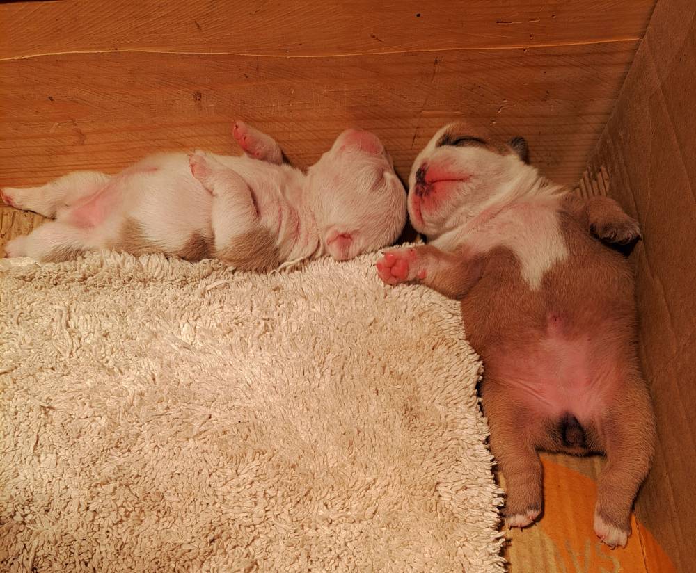 ინგლისური ბულდოგი