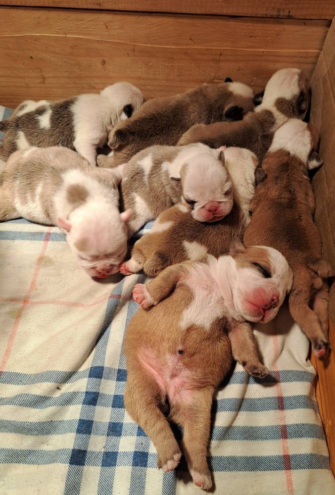 ინგლისური ბულდოგი