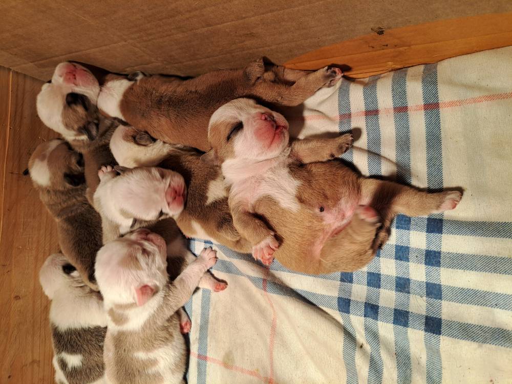 ინგლისური ბულდოგი