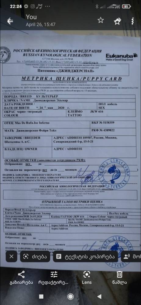 ბულტერიერი