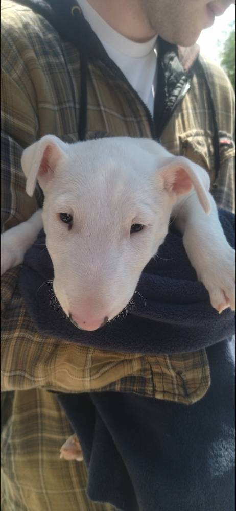 ბულტერიერი